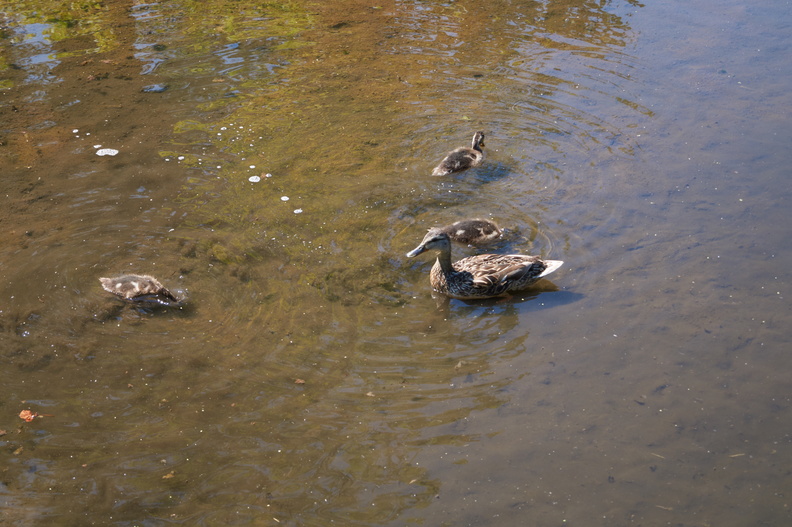 DSC03984.jpg